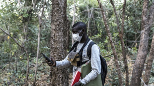 Au S&eacute;n&eacute;gal: &eacute;tudier les chimpanz&eacute;s, loin du danger des mines d'or