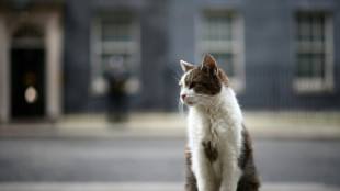 El famoso gato Larry celebra 15 a&ntilde;os en el 10 de Downing Street
