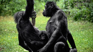 Lo Zoo di Wuppertal saluta il bonobo più vecchio del mondo