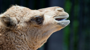 Kamel trifft auf Auto: Zirkustier in Baden-Württemberg verletzt - Wagen Schrott