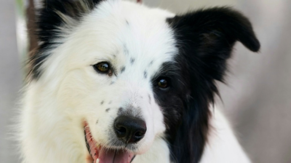 Estudo revela habilidade de c&atilde;es 'geniais' de aprender palavras ao ouvir conversas
