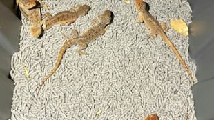 Australia desarticula una red de tr&aacute;fico de reptiles nativos