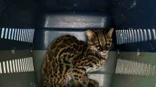 Comme au temps d'Escobar, les narcos &eacute;quatoriens veulent leur zoo &agrave; domicile