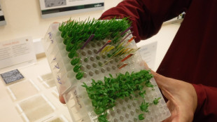 Coltivare verdure nello spazio sar&agrave; possibile anche al buio