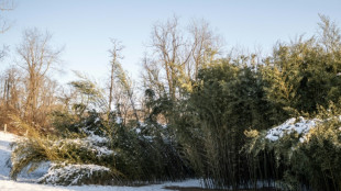 Nachbarschaftsstreit vor dem BGH: Mehr als sechs Meter hohe Bambushecke zul&auml;ssig