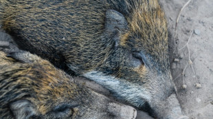 Erster Fall von Schweinepest in Nordrhein-Westfalen nachgewiesen