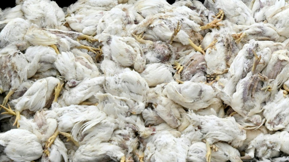 Rund 1,5 Millionen Tiere wegen Vogelgrippe gekeult - Schwerpunkt Niedersachsen