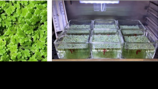 Piante assorbono pi&ugrave; nanoplastiche se temperature aumentano