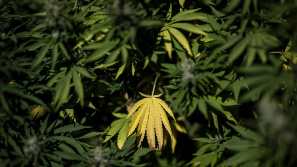 Zwangsr&auml;umung f&uuml;hrt zu illegaler Cannabisplantage in Mecklenburg-Vorpommern