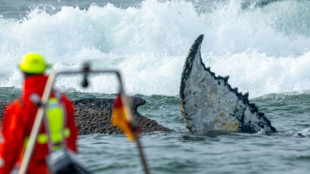Outlook worsens for whale stranded on German coast 