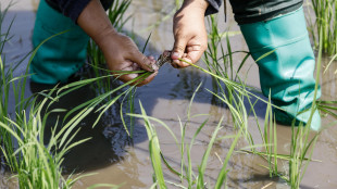 Scoperto un gene del riso che aumenta la produttivit&agrave; con meno fertilizzanti
