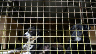 Tierschutzm&auml;ngel auf Gnadenhof: Gericht best&auml;tigt Abbau von Tierbestand