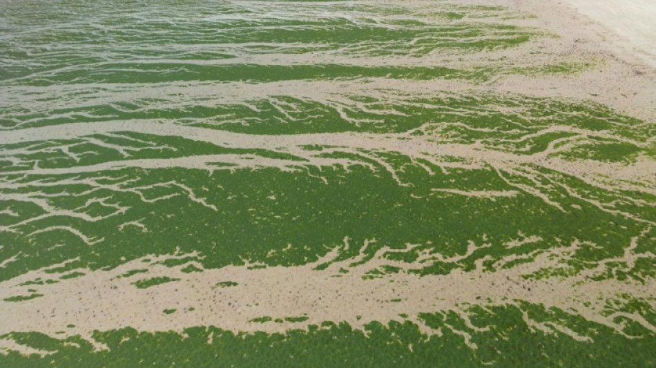 France ordered to compensate family of jogger killed by toxic algae