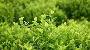 La ONU propone a Colombia una nueva medici&oacute;n sobre la coca&iacute;na tras la descertificaci&oacute;n de EEUU