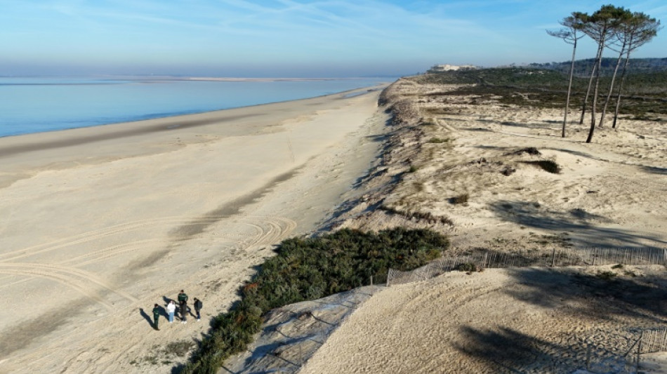 Pr&egrave;s d'Arcachon, les sapins de No&euml;l recycl&eacute;s contre l'&eacute;rosion des plages
