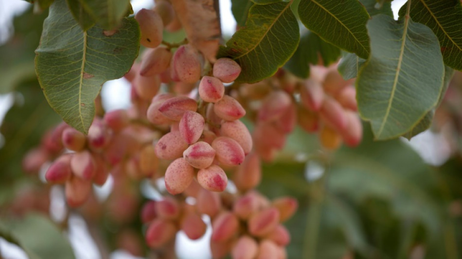 En Espagne, un boom de la pistache favoris&eacute; par les s&eacute;cheresses &agrave; r&eacute;p&eacute;tition
