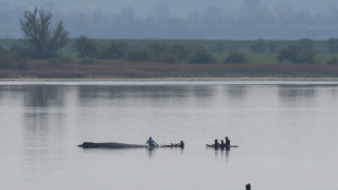Wal in Not: Rettungsversuch vor Ostseeinsel wird Samstag fortgesetzt