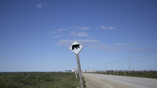 Un oso ataca a un grupo escolar y deja 11 heridos en Canadá