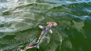 Costa Rica declara en peligro de extinci&oacute;n tres especies de tibur&oacute;n martillo