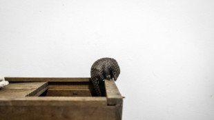 Cient&iacute;ficos descubren una nueva especie de pangol&iacute;n