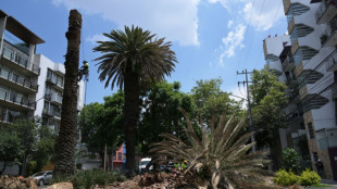 Ciudad de M&eacute;xico pierde las palmeras que la adornan debido al temible "picudo rojo"
