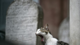 EU-Parlament stimmt &uuml;ber Regeln zum Schutz von Hunden und Katzen ab