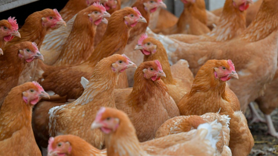 Polizisten in Niedersachsen gehen in Wald auf H&uuml;hnerjagd