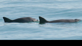 M&eacute;xico agradece a EEUU por no imponer sanciones comerciales por la vaquita marina