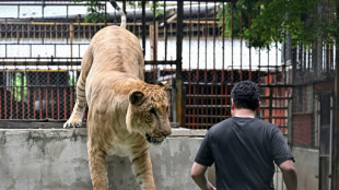 "De la folie pure": la Thaïlande en proie à la surpopulation de lions domestiques