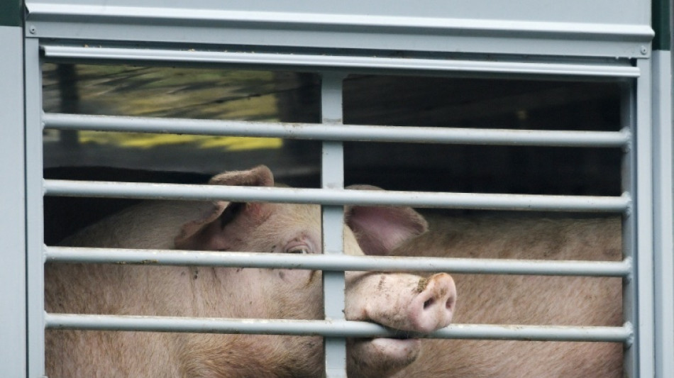 Ernährung: Berater empfehlen Bundesregierung Förderung pflanzlicher Alternativen