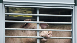Ernährung: Berater empfehlen Bundesregierung Förderung pflanzlicher Alternativen