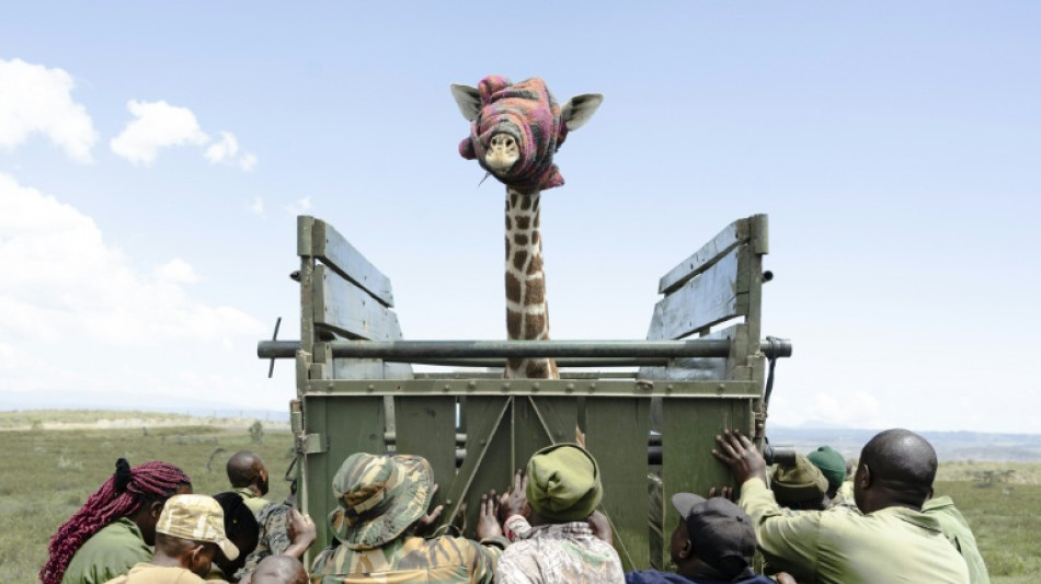 Déplacer les animaux sauvages, dernier recours face à la dégradation de leur habitat au Kenya