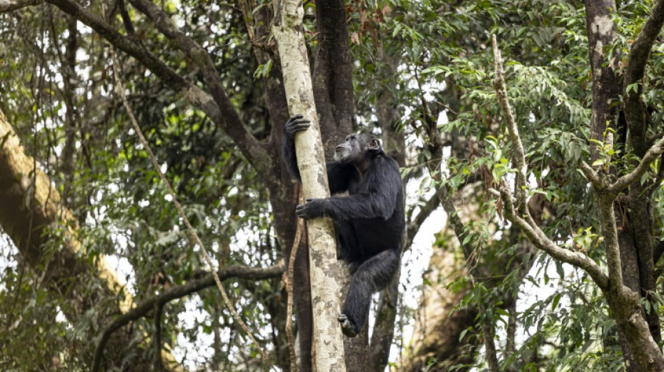 Nos cousins chimpanzés consomment eux aussi de l'alcool