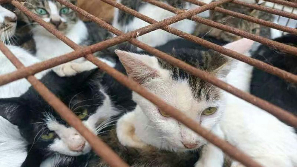 Polic&iacute;a china rescata a 150 gatos capturados para  consumo humano
