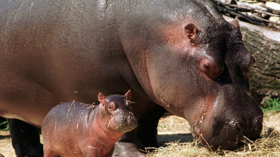 Dalle termiti agli ippopotami, animali architetti del Pianeta