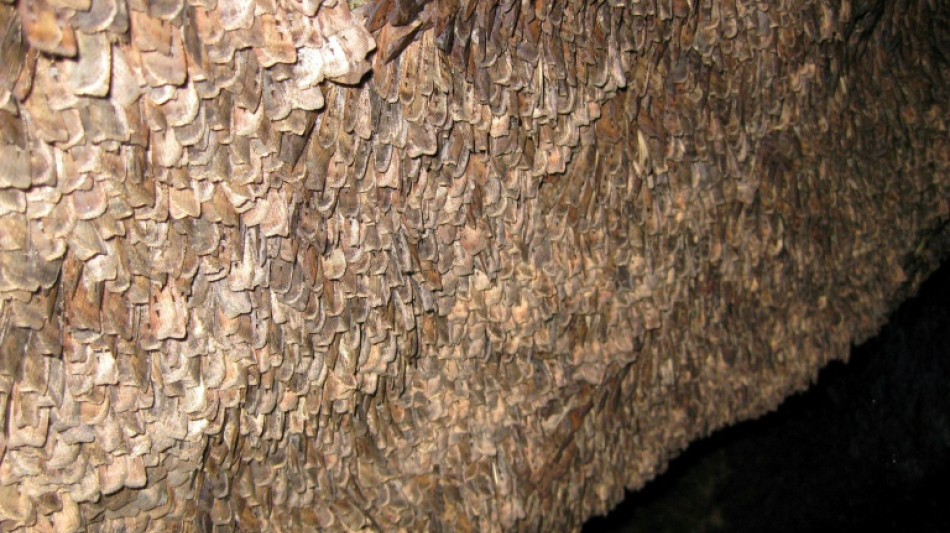 Return of swarming moth spectacle has Australia in a flutter