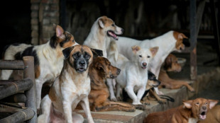 'God created it to be eaten': Jakarta's dog meat ban divides