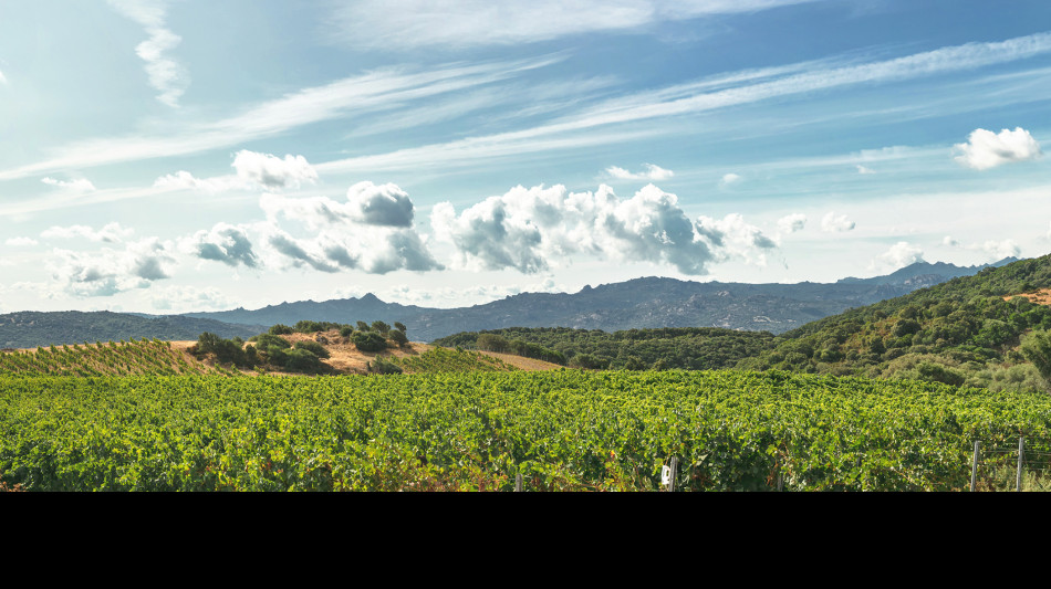 Campari cede amaro Averna e mirto Zedda Piras per 100 milioni