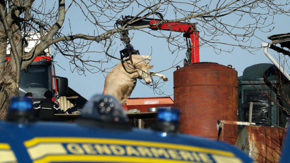 Ari&egrave;ge: l'abattage des bovins a d&eacute;but&eacute; dans la ferme o&ugrave; un cas de dermatose a &eacute;t&eacute; d&eacute;tect&eacute;