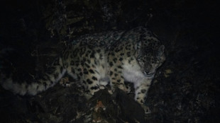 En Mongolie, l&eacute;opards des neiges et gazelles sauvages menac&eacute;s par l'&eacute;levage
