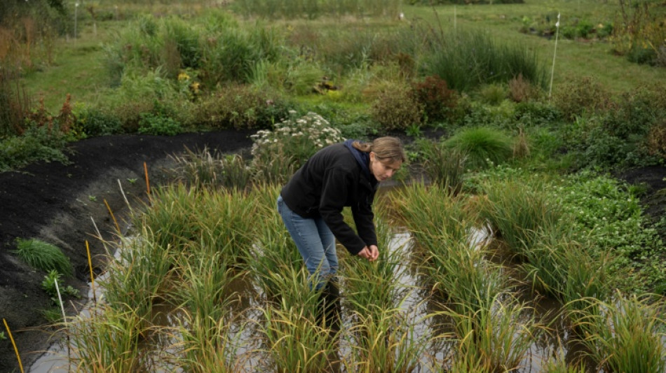 Grâce au changement climatique, le pari "pas si fou" de cultiver le riz en Angleterre