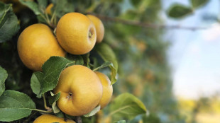 Nuova variet&agrave; di mela nata all'Universit&agrave; di Bologna, ecco Dora
