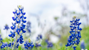 Bundesinstitut für Risikobewertung: Lupinensamen können zu Vergiftungen führen