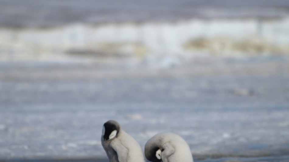Emperor penguins listed as endangered species: IUCN 