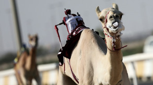 En Catar, las carreras de dromedarios interesan m&aacute;s que el f&uacute;tbol