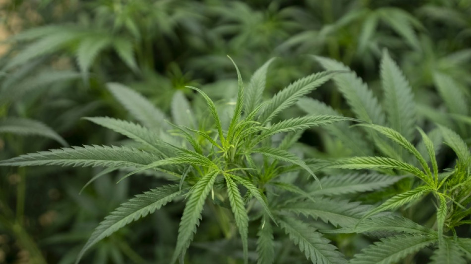 Trump avalia reclassificar maconha como droga menos perigosa