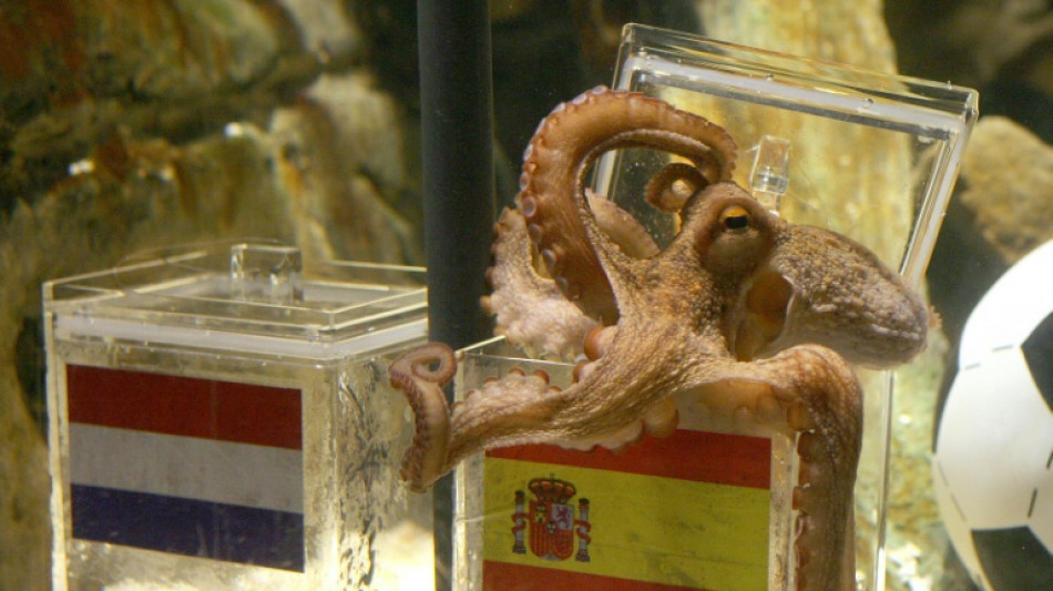 La IA toma el relevo del Pulpo Paul en las predicciones mundialistas
