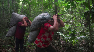 Le dur labeur des ramasseurs de noix du Br&eacute;sil dans la jungle amazonienne