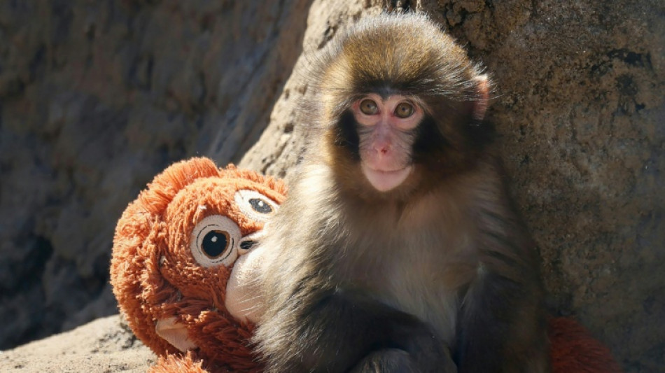Rights group slams treatment of viral Japanese monkey