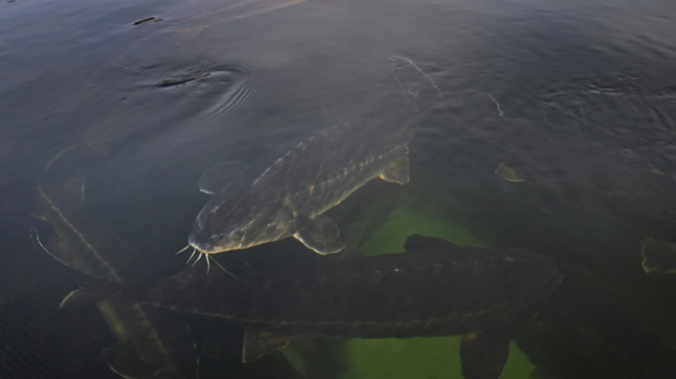 Le caviar de b&eacute;luga, le tr&eacute;sor du lac Kardjali en Bulgarie